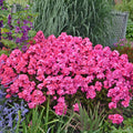 Phlox, Glamour Girl #1