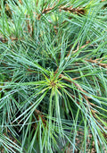 Pine, Blue Shag Std #10
