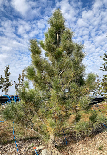 Pine, Domingo White 6ft