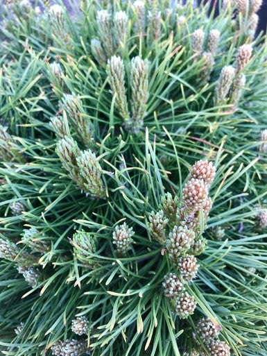 Pine, Mugo, Dwarf #5