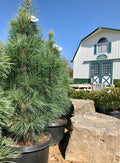 Pine, Vanderwolf #15