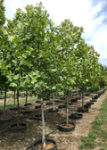 Planetree, Exclamation