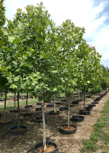 Planetree, Exclamation