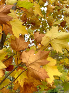 Planetree, Exclamation