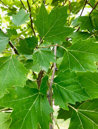 Planetree, Exclamation