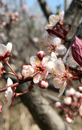 Plum, Thundercloud