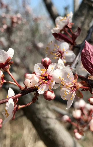 Plum, Thundercloud
