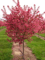 Crabapple, Prairifire