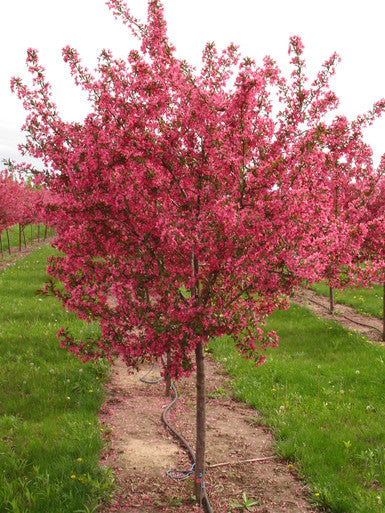 Crabapple, Prairifire