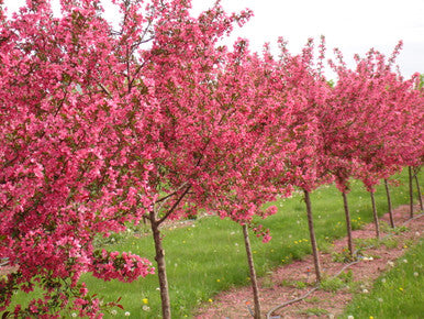 Crabapple, Prairifire