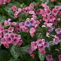 Lungwort, Pretty in Pink #1