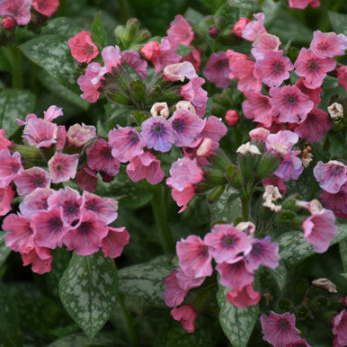 Lungwort, Pretty in Pink #1