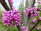 Redbud, Eastern #3