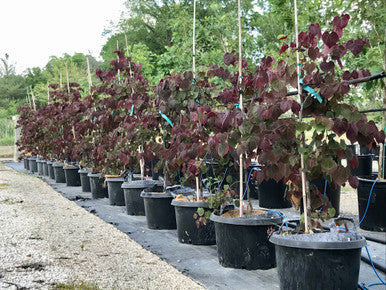 Redbud, Ruby Falls