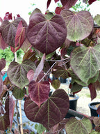 Redbud, Ruby Falls