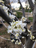 Redbud, Alba/White