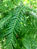 Dawn Redwood