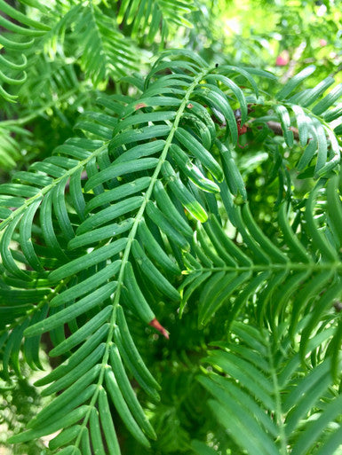 Dawn Redwood