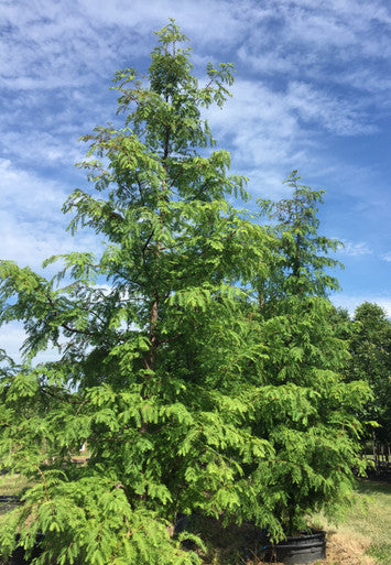 Dawn Redwood