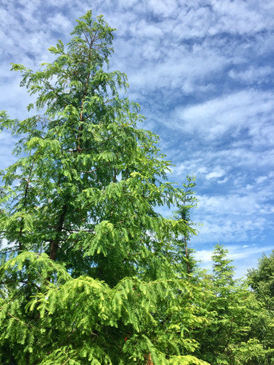 Dawn Redwood