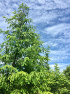 Dawn Redwood