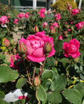 Rose, Knock Out Double Pink #3