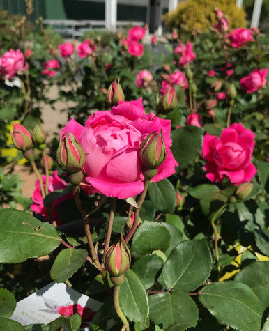 Rose, Knock Out Double Pink #3