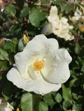 Rose, Knock Out White #3