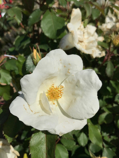 Rose, Knock Out White #3