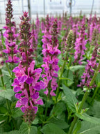Salvia, Pink Profusion #1