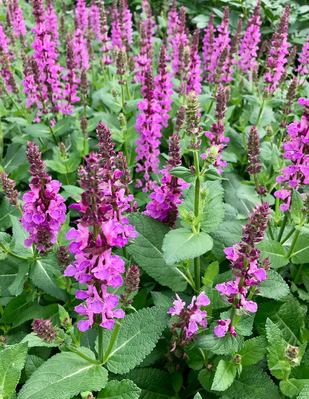 Salvia, Pink Profusion #1