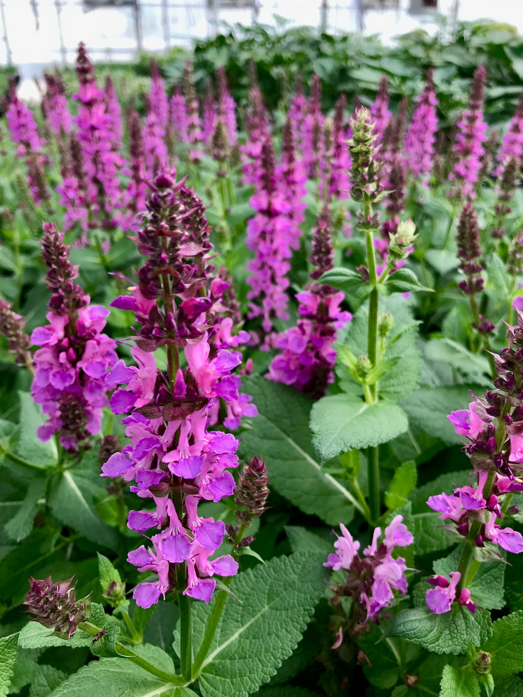Salvia, Pink Profusion #1