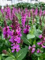 Salvia, Pink Profusion #1