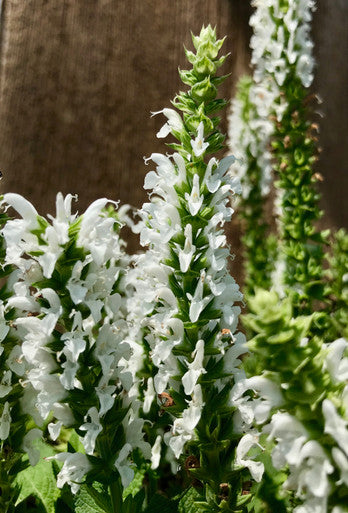 Salvia, Sensation White #1