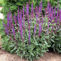 Salvia, Caradonna #1