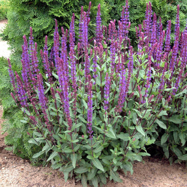 Salvia, Caradonna #1