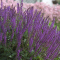 Salvia, May Night #1