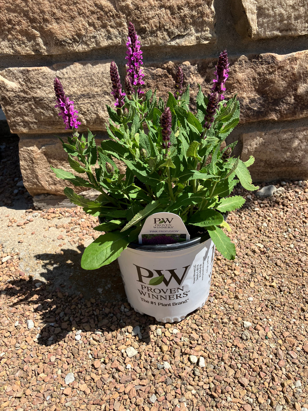 Salvia, Rose Marvel