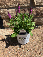 Salvia, Rose Marvel