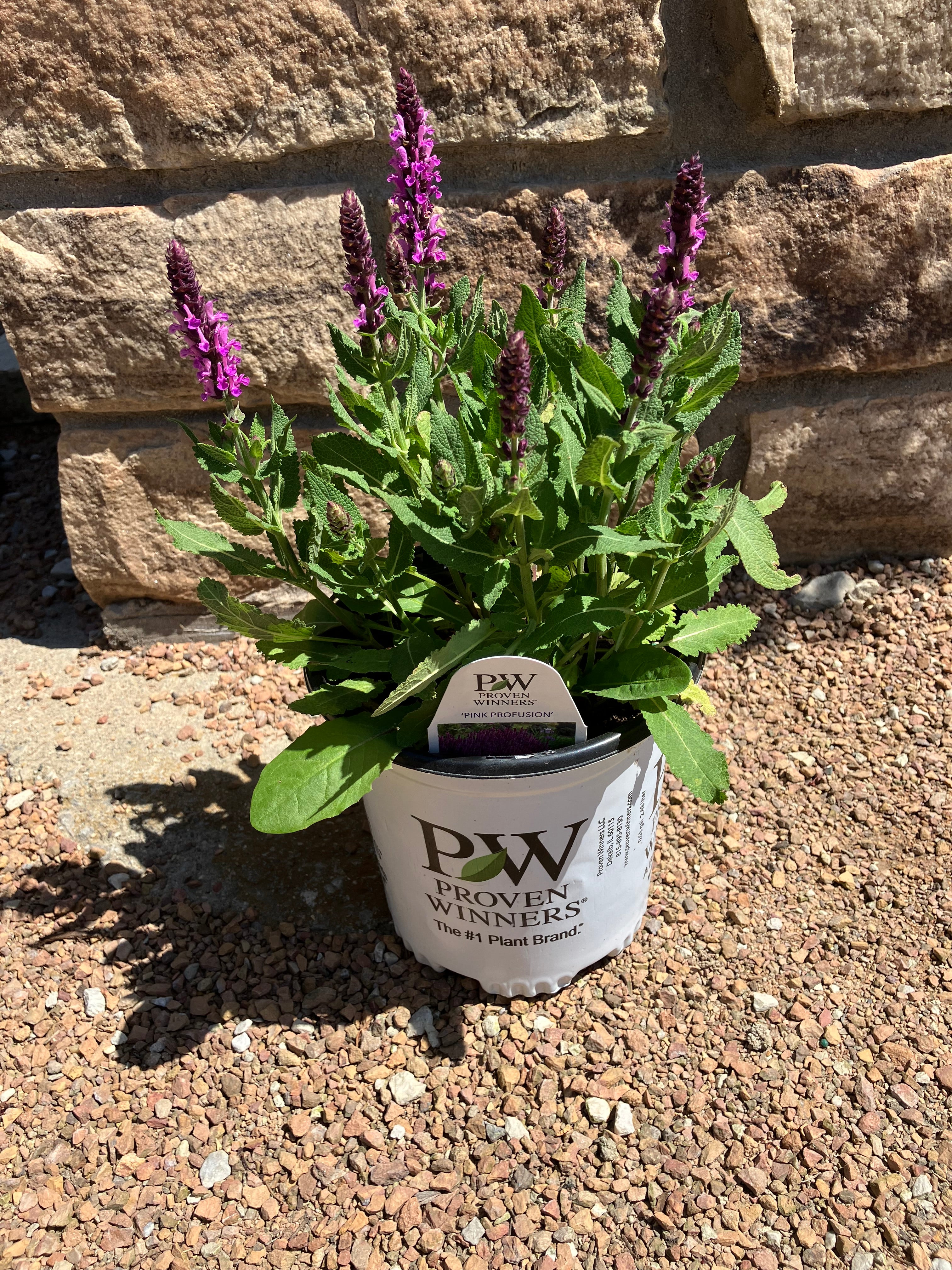 Salvia, Rose Marvel