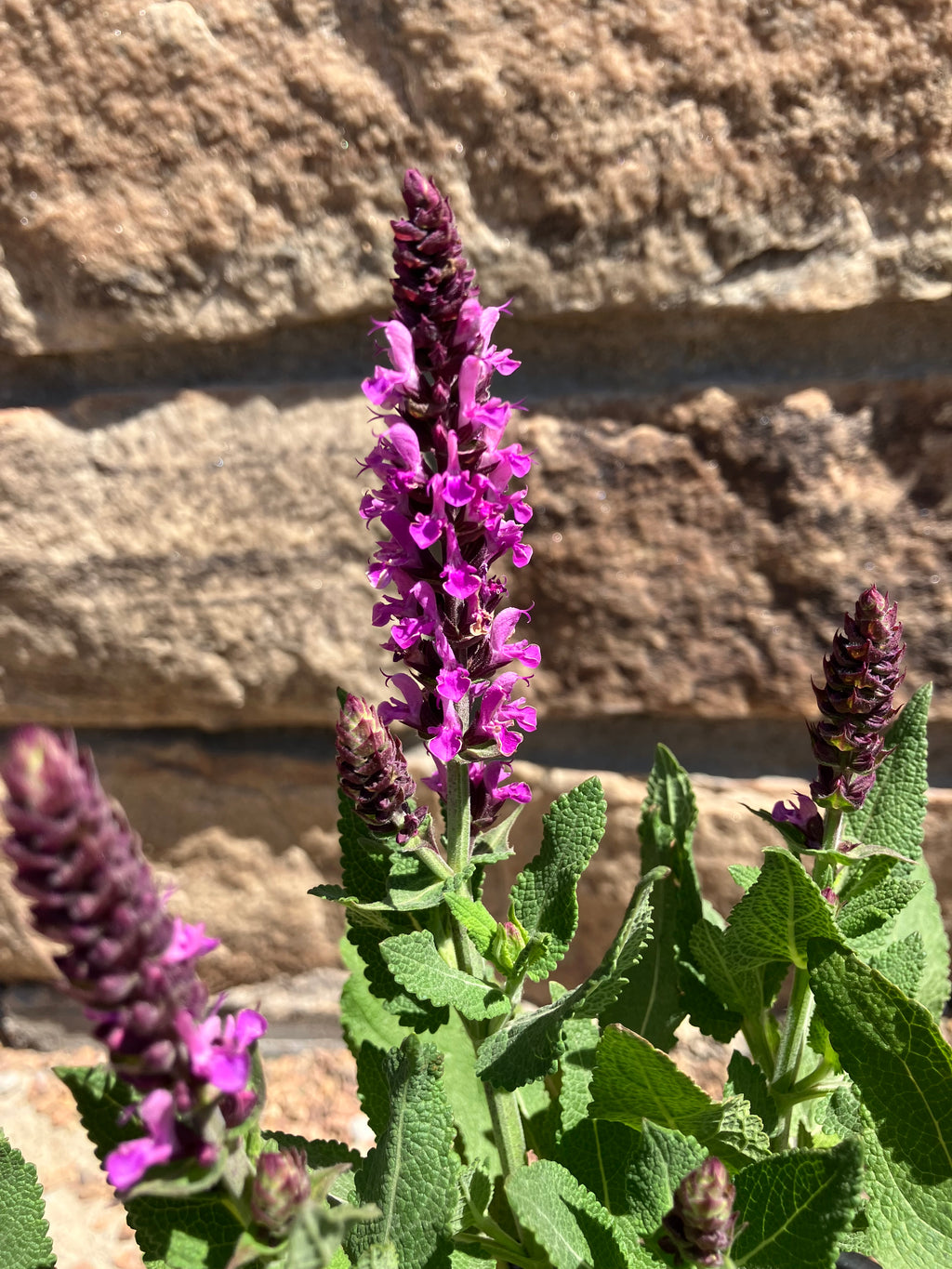 Salvia, Rose Marvel