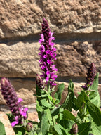 Salvia, Rose Marvel