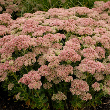 Sedum, Autumn Joy #1