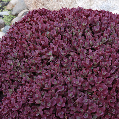 Sedum, Firecracker #1