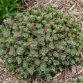 Sedum, Lime Zinger #1