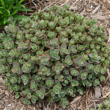 Sedum, Lime Zinger #1
