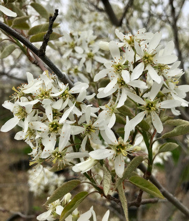 Serviceberry, Autumn Brilliance #10