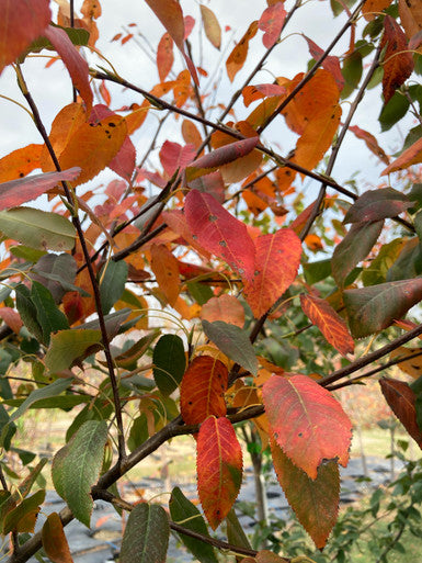 Serviceberry, Lustre