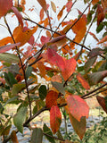 Serviceberry, Lustre