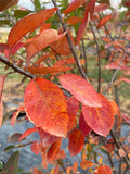 Serviceberry, Spring Glory